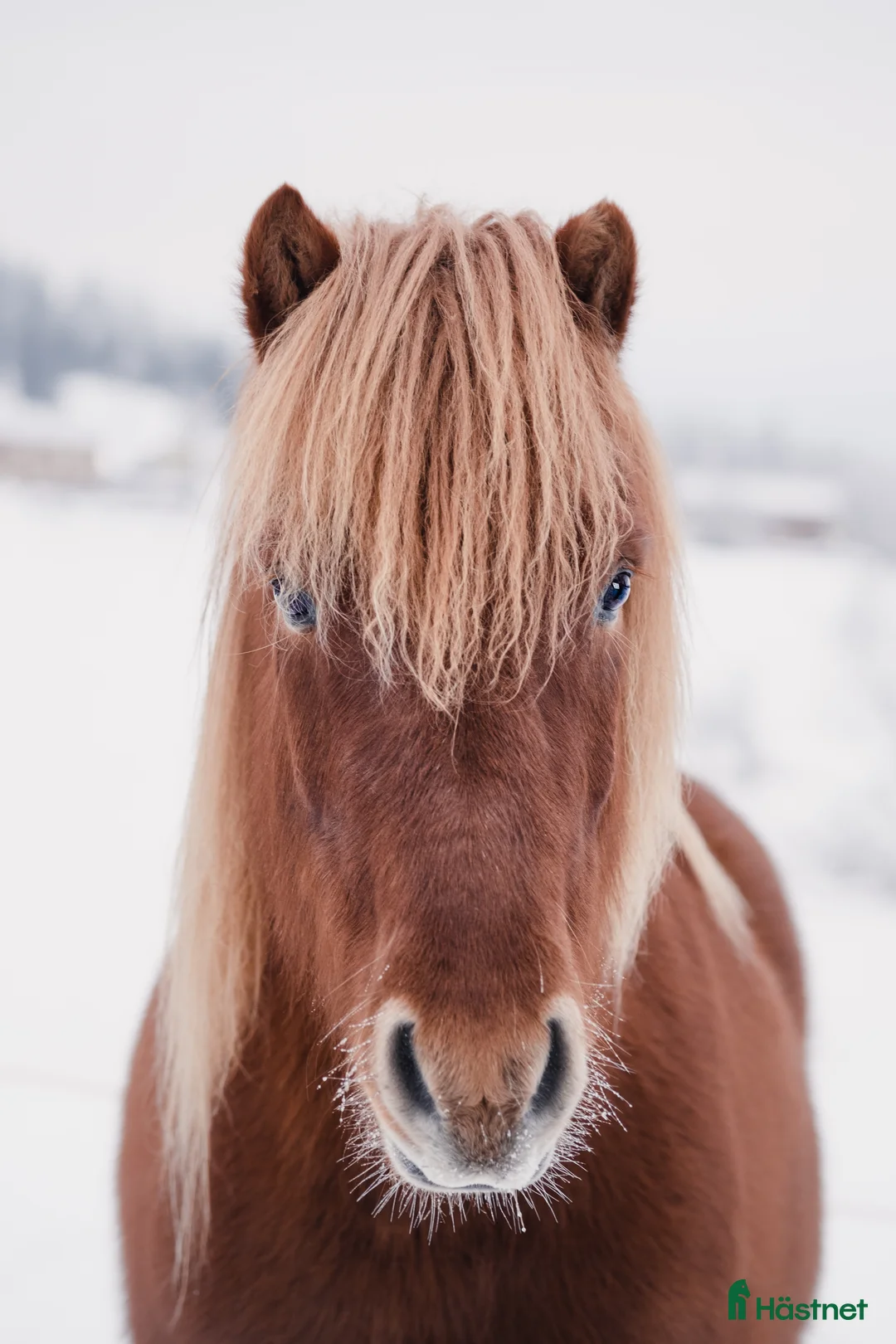 Island hästar till salu: Fantastisk rolig ridhäst med häftig tölt! i Härnösand - Annons 2