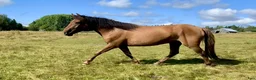 Allround hästar till salu: Femårig D-ponny i Bispgården - Annons 2