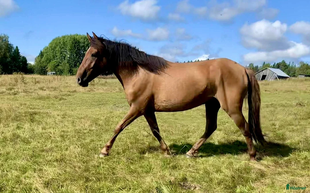 Allround hästar till salu: Femårig D-ponny i Bispgården - Annons 2