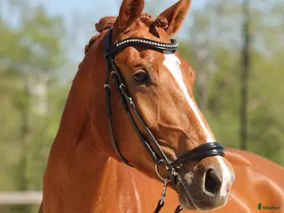 Dressyr hästar till salu: Elegant sto med tre bra gångarter - Annons 1
