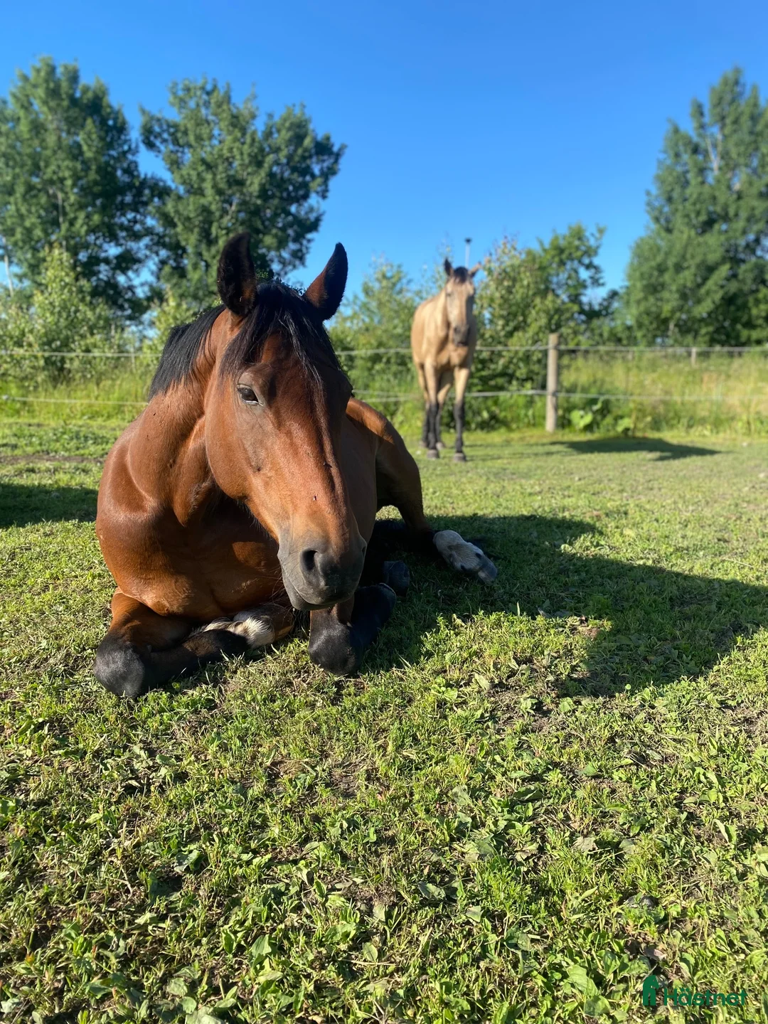 Sällskap hästar till salu: Stabil och Snäll - Söker egen människa  - Annons 2