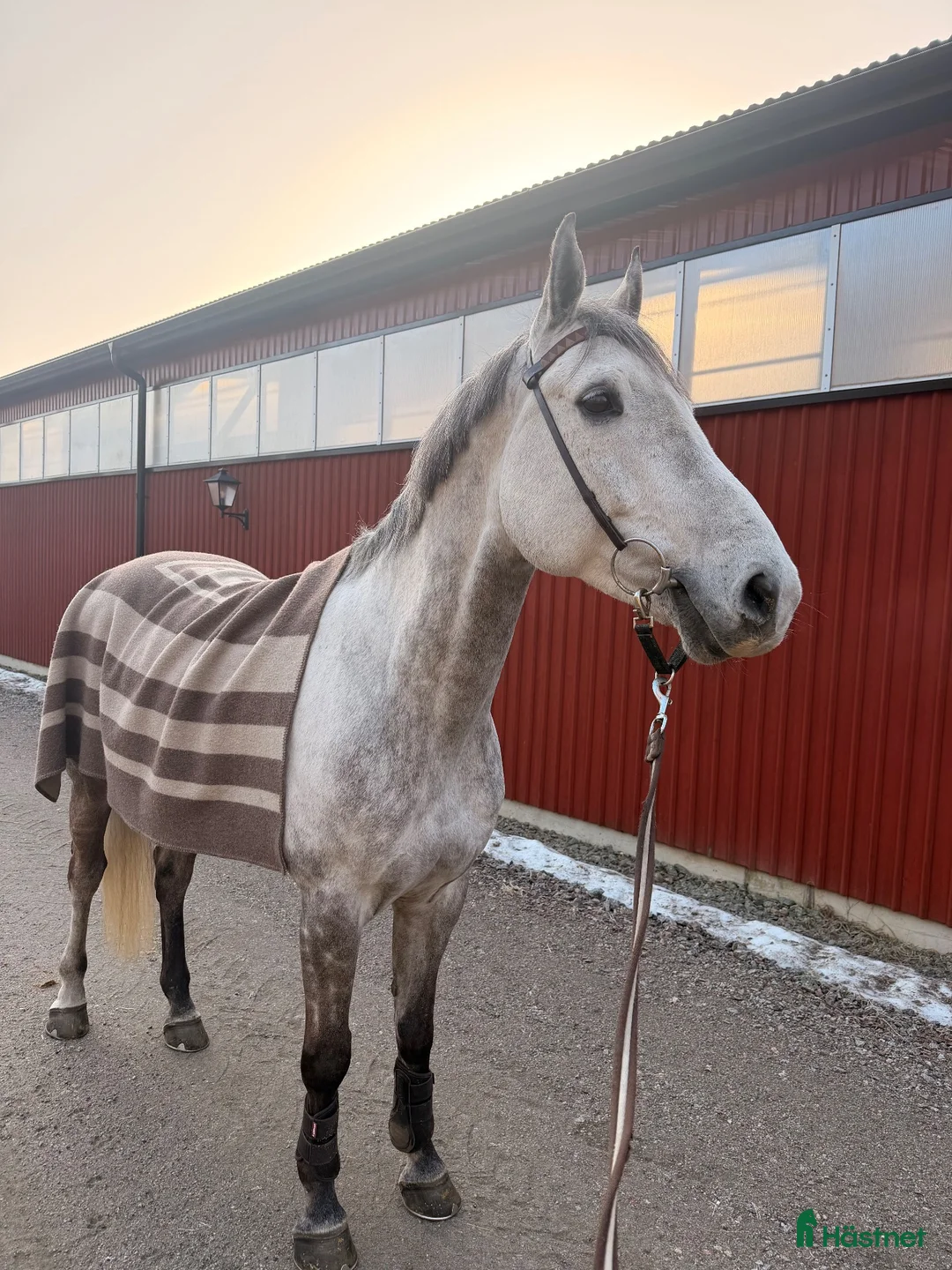 Allround hästar till salu: Lyxig hobbyhäst letar nytt hem!  - Annons 1