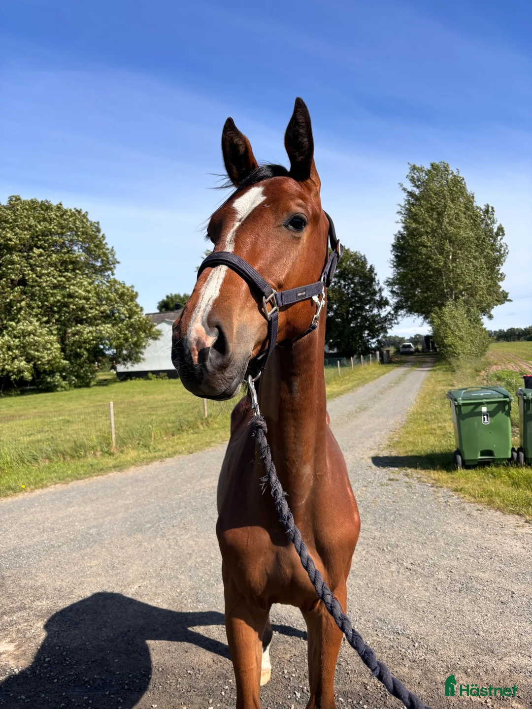 Hoppning hästar till salu: Captain Lightning (ue Click and Cash) - Annons 2