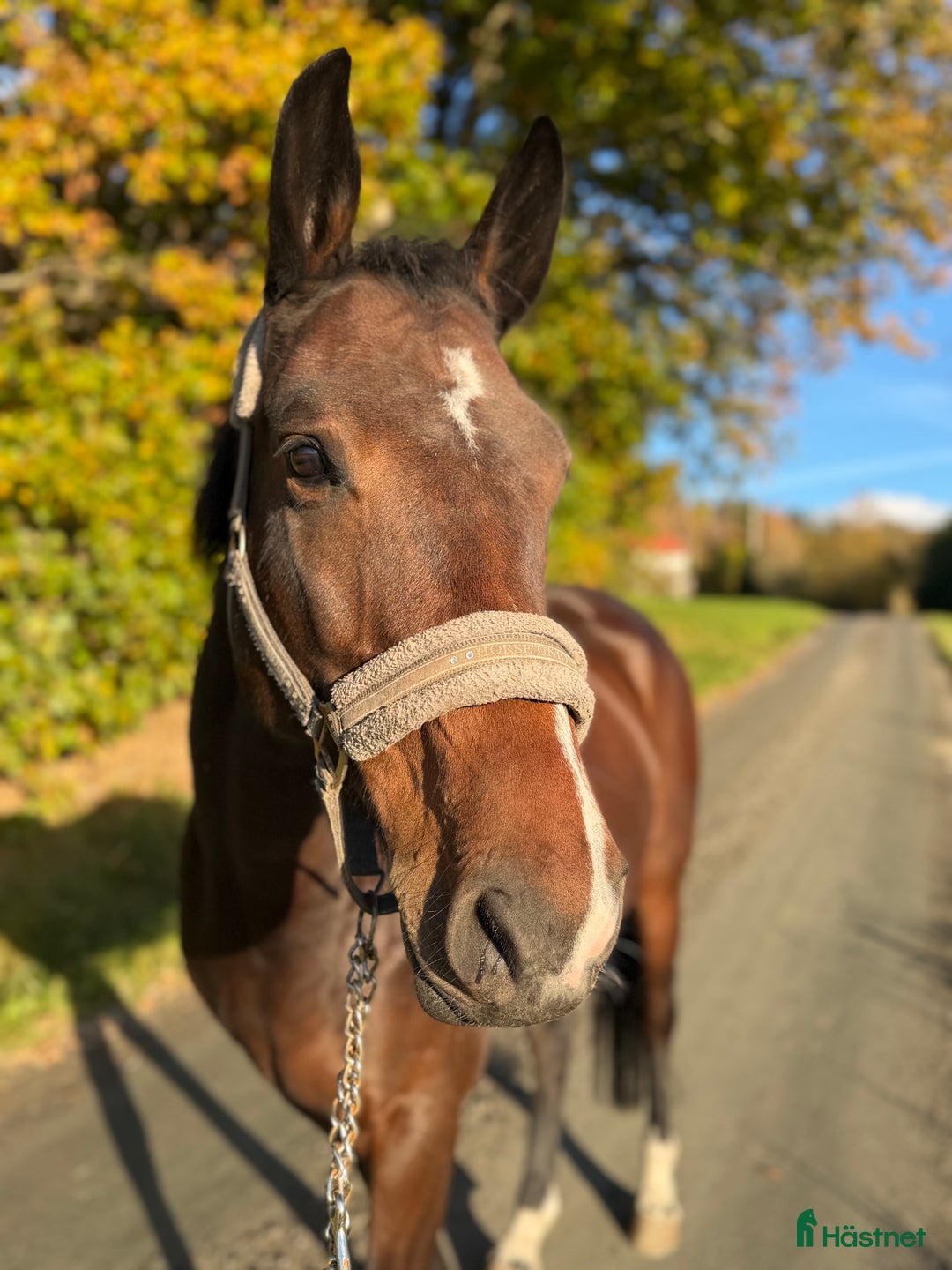Hoppning hästar till salu: Sto med potential i Kungsbacka - Annons 2