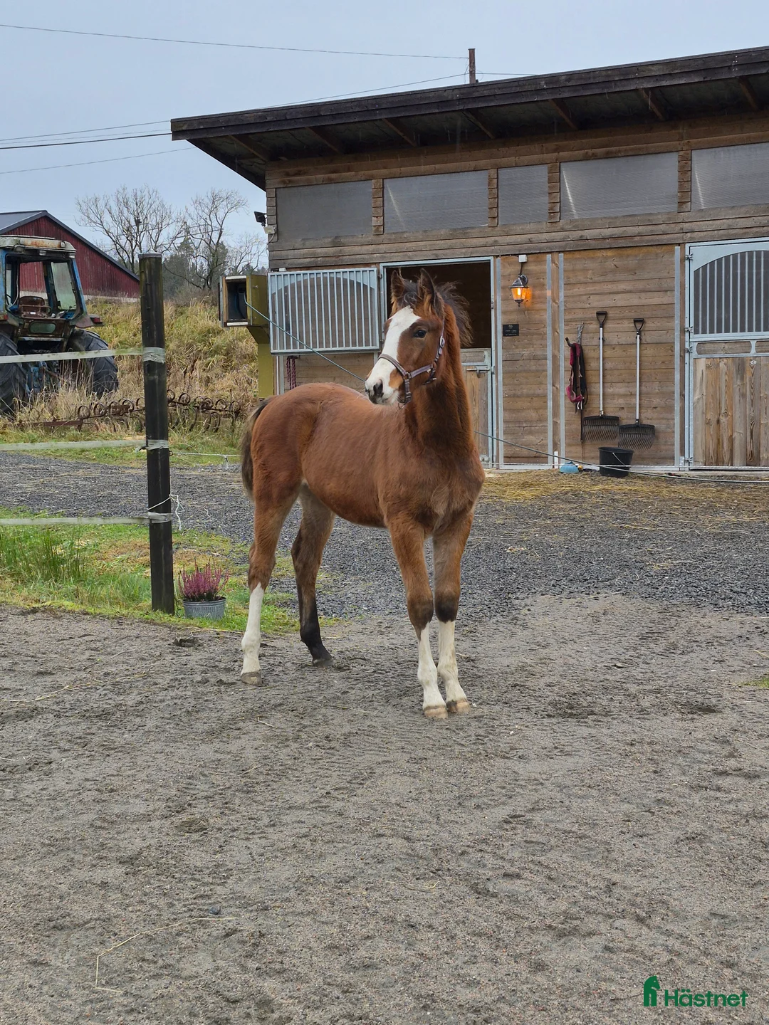 Hoppning hästar till salu: Charmigt sto f.25 i Horred - Annons 2