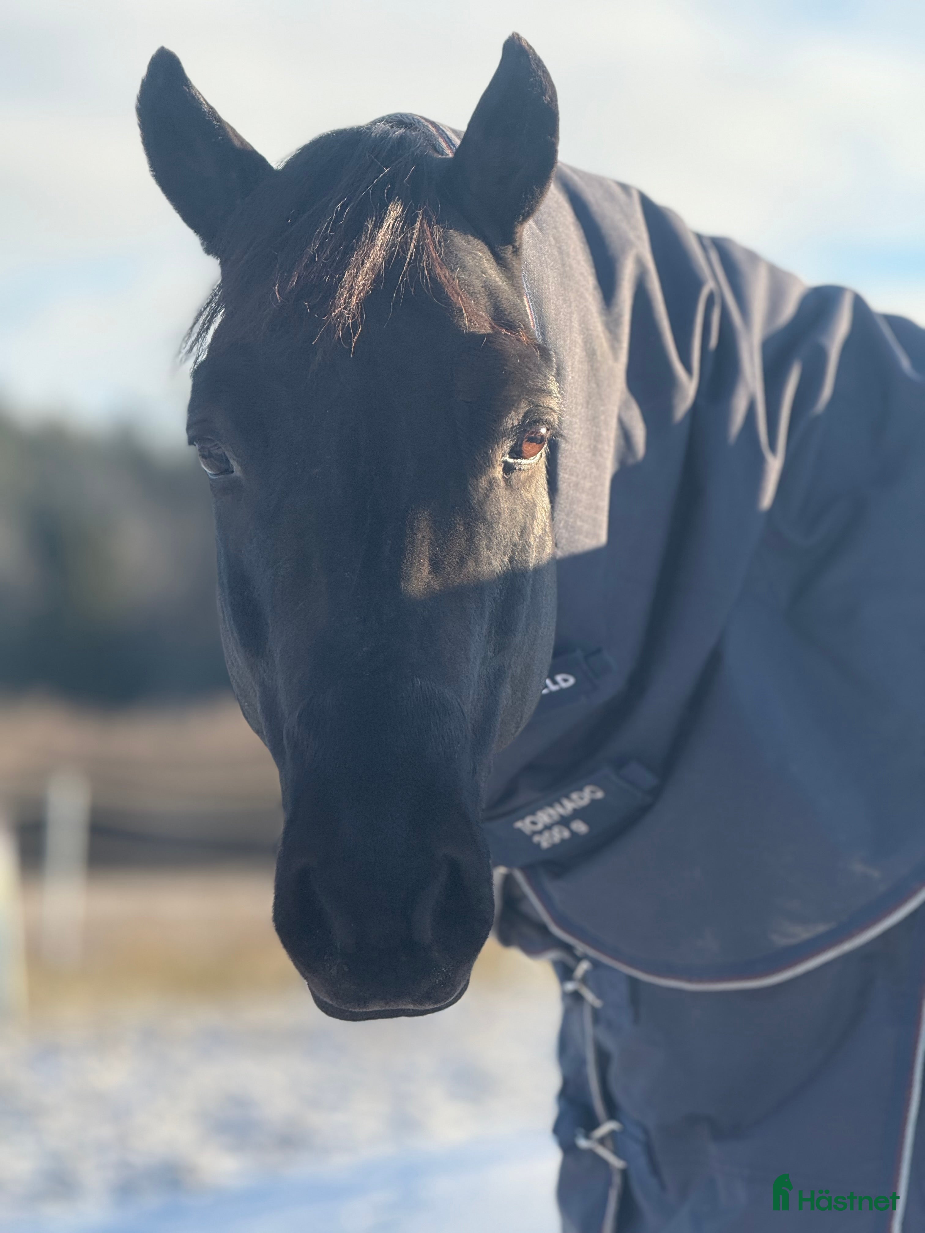 Allround hästar till salu: Ponnyn med potential för allt! i Sollentuna - Annons 1