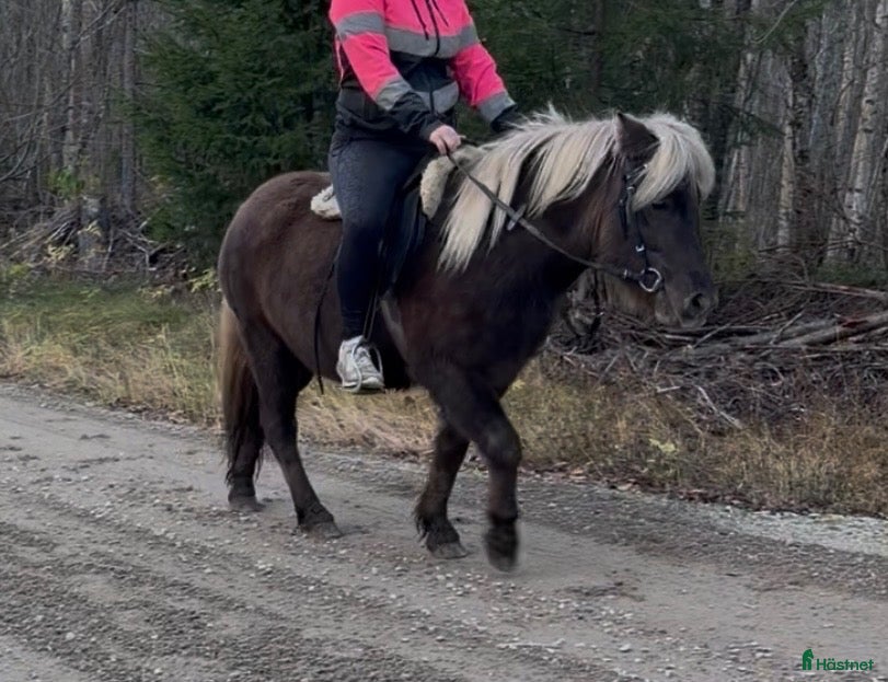  hästar till salu: Barnkär B-ponny - Annons 1