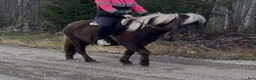 Island hästar till salu: Barnkär B-ponny - Annons 1