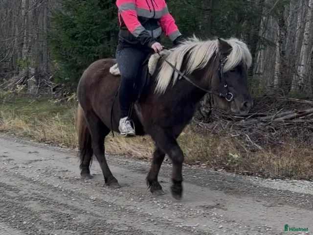 hästar till salu: Barnkär B-ponny - Annons 1