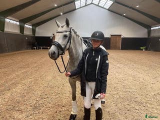 Dressyr hästar till salu: Världens bästa ponny - Annons 1