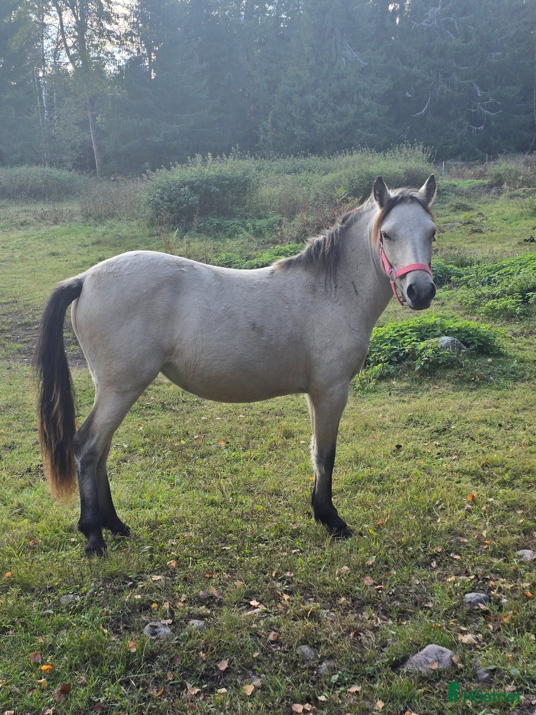 foderhäst finnes: Trevlig ettåring i Växjö - Annons 1