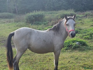 foderhäst Trevlig ettåring i Växjö - Annons 9