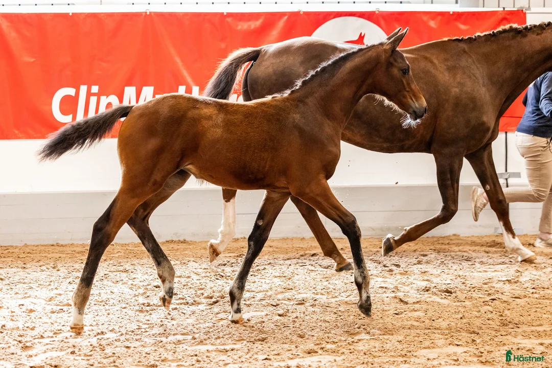 Dressyr hästar till salu: Fölchampionatdeltagare e. Bruksprovsvinnare 💫 i Eskilstuna - Annons 6