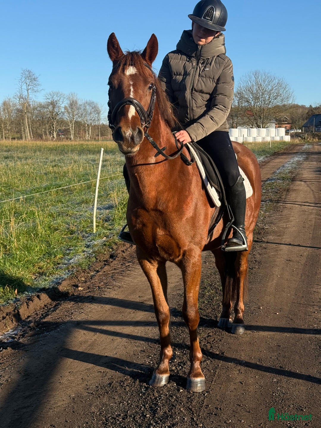 Allround hästar till salu: D ponny valack i Höör - Annons 1