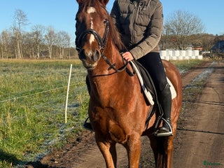hästar D ponny valack i Höör - Annons 3