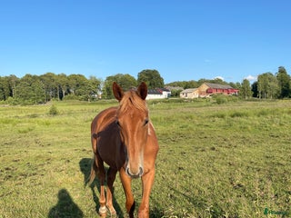 hästar Fint sto efter Magic Park- Rex Shipping-Goldmine i Ängelholm - Annons 19