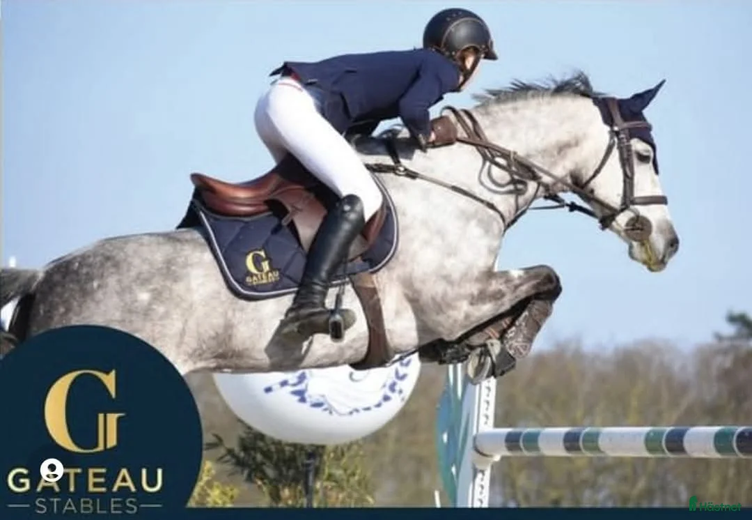 Hoppning hästar till salu: Top 148 - 130 Grand Prix pony at Gateau Stables i Stockholm - Annons 1