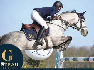 hästar Top 148 - 130 Grand Prix pony at Gateau Stables i Stockholm - Annons 11