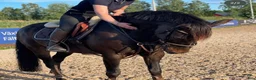 Allround hästar till salu: En stjärna söker föralltidhem ⭐️ - Annons 1
