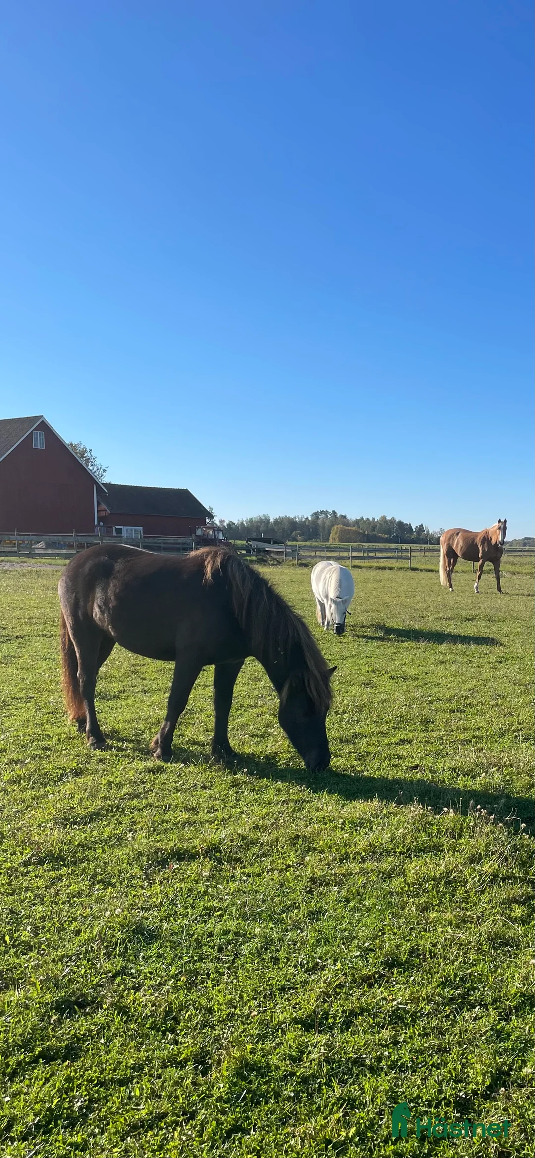 Island hästar till salu: Sto född 2021 söker nytt hem i Mjölby - Annons 5