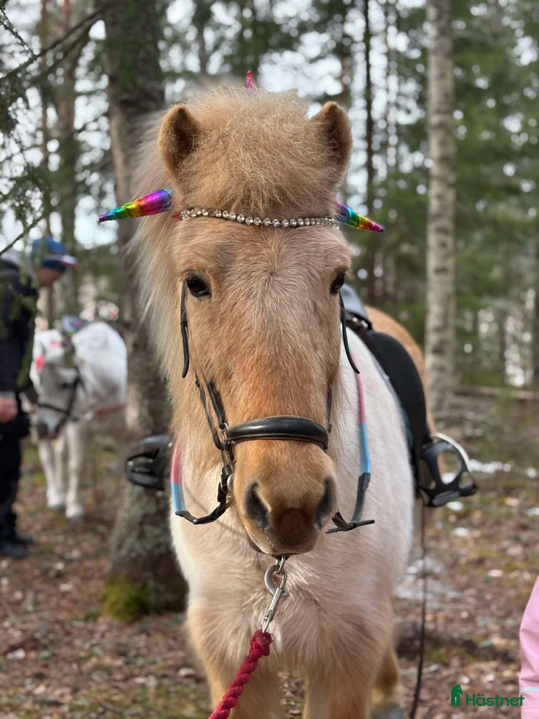 Island hästar sökes: Stor lugn trygg snäll Islandshäst i Bollnäs - Annons 1