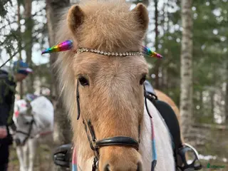 hästar Stor lugn trygg snäll Islandshäst i Bollnäs - Annons 9