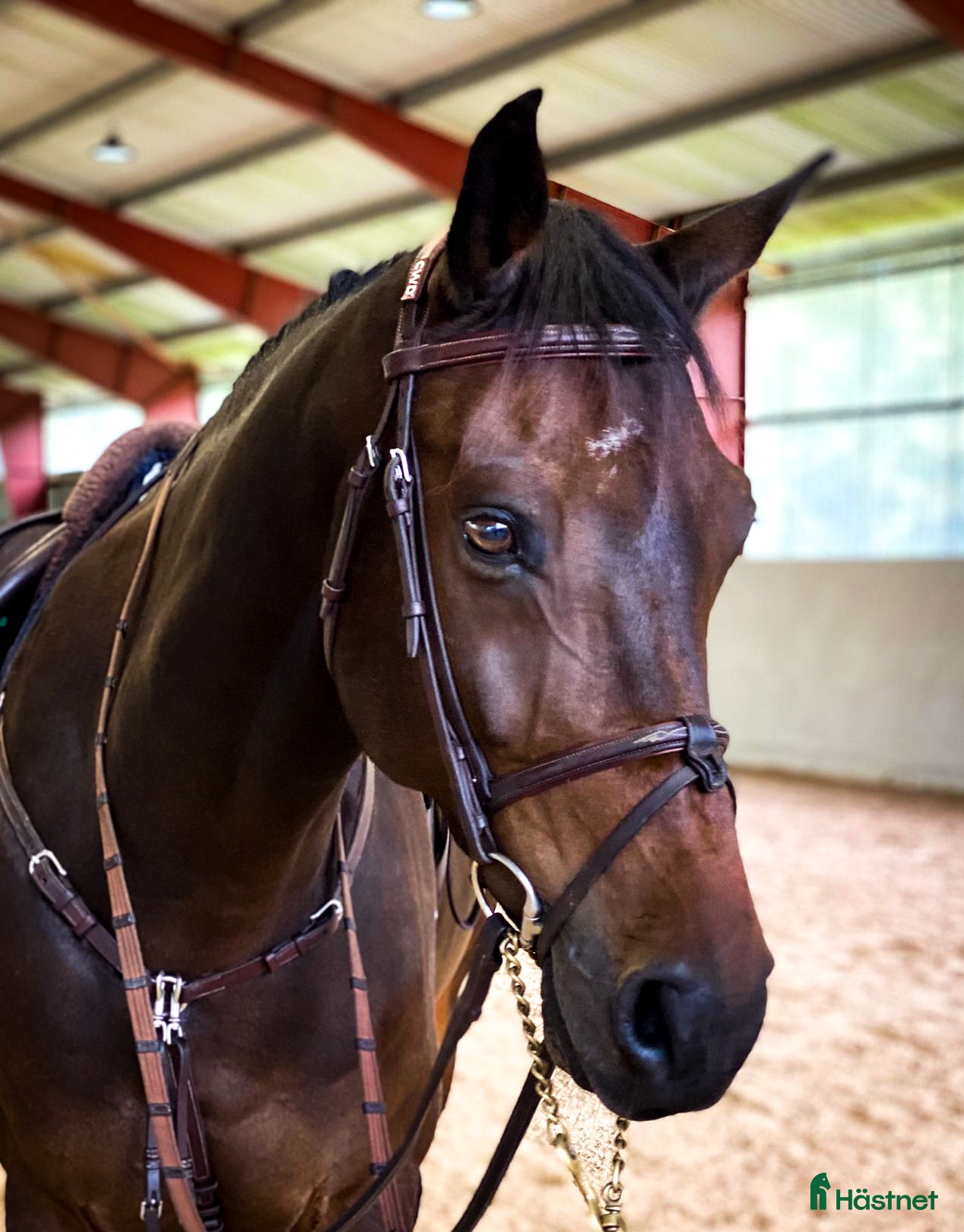  hästar Valack som har allt i Kungsängen - Annons 14