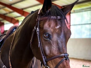 hästar Valack som har allt i Kungsängen - Annons 2