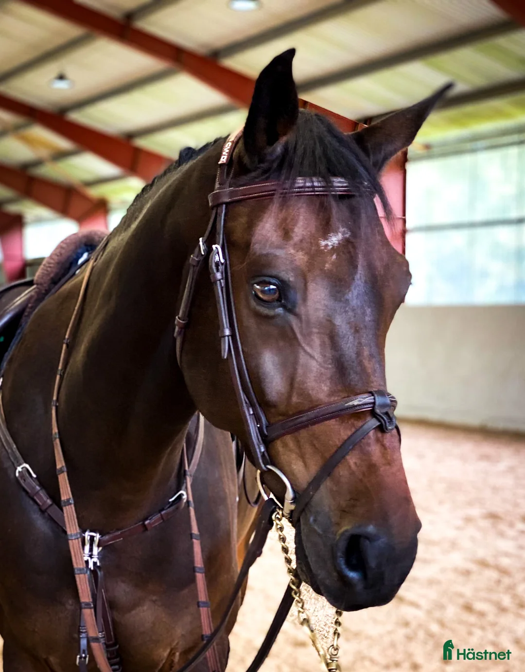 Hoppning hästar till salu: Valack som har allt i Kungsängen - Annons 1