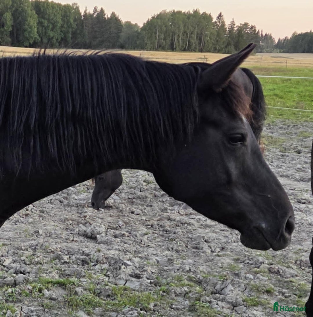 Allround hästar till salu: Världens snällaste sto i Fellingsbro - Annons 1