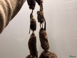 Övrig Hästutrustning hästutrustning till salu: Kentucky grimma i Vellinge - Annons 1