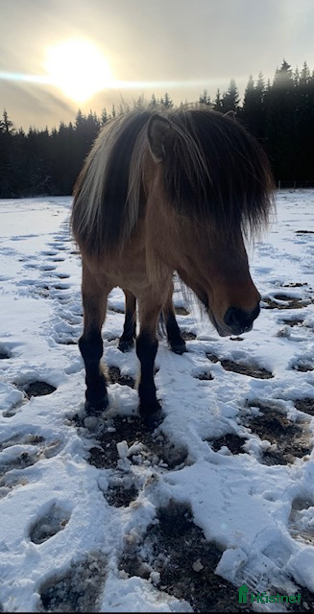 Island hästar till salu: Trevligt 5 gångs sto i Örbyhus - Annons 3