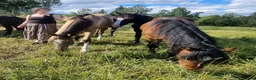 Allround hästar till salu: Akhal-Teke Yearling Colt For Sale - Annons 7