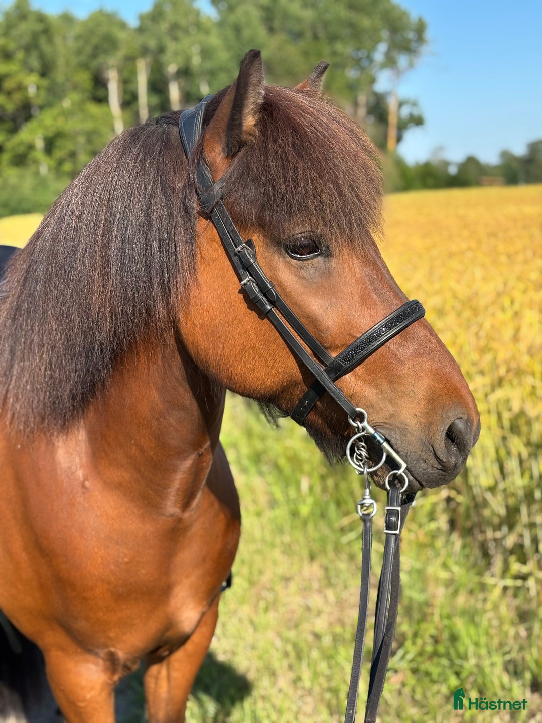 Island hästar till salu: Snygg valack med utstrålning!  i Rimforsa - Annons 4