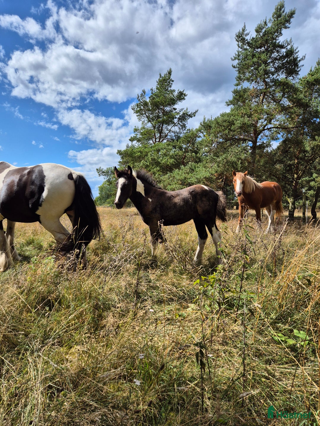 Allround hästar till salu: Blivande rid,körhäst och bästa kompis i Mörbylånga - Annons 6