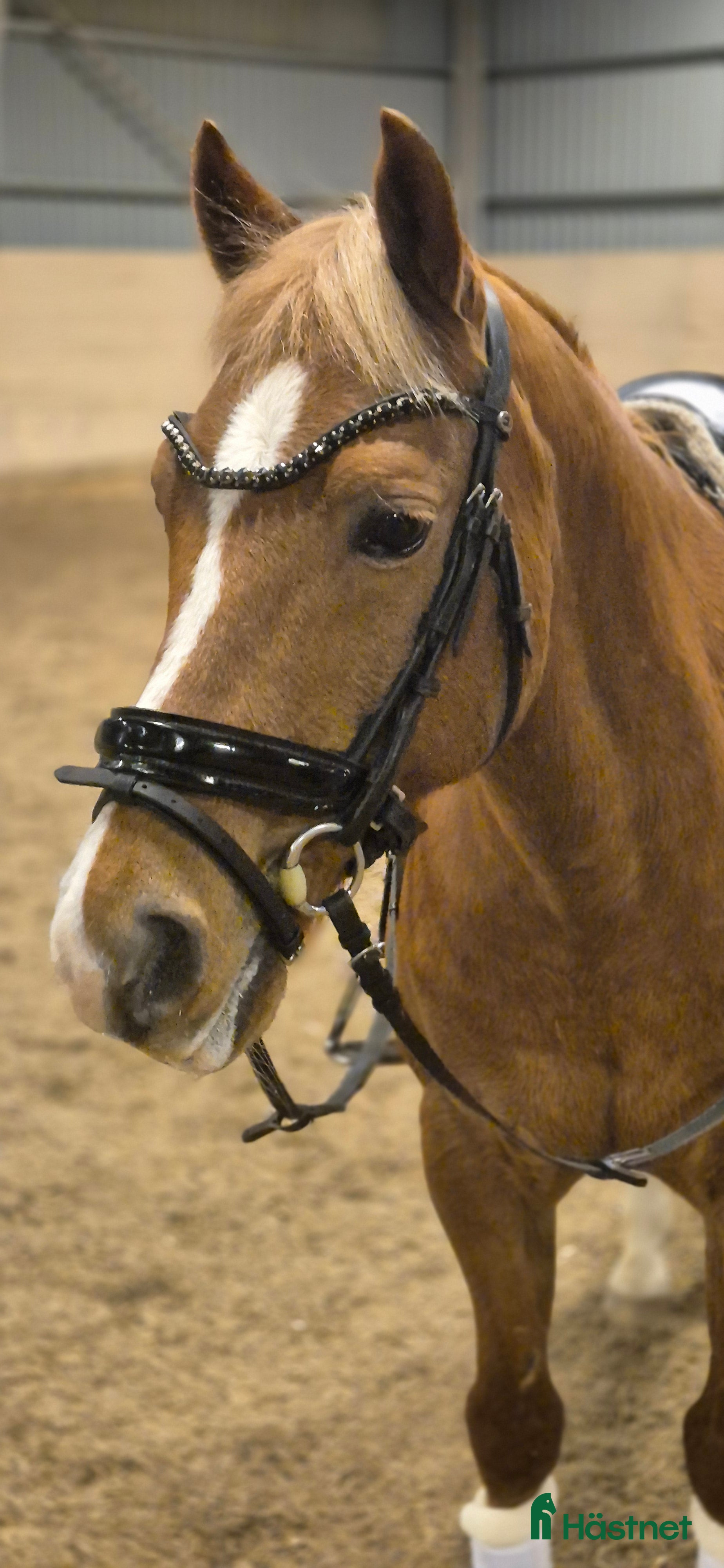  hästar Trygg dressyrponny söker ny ryttare i Fjärdhundra - Annons 18