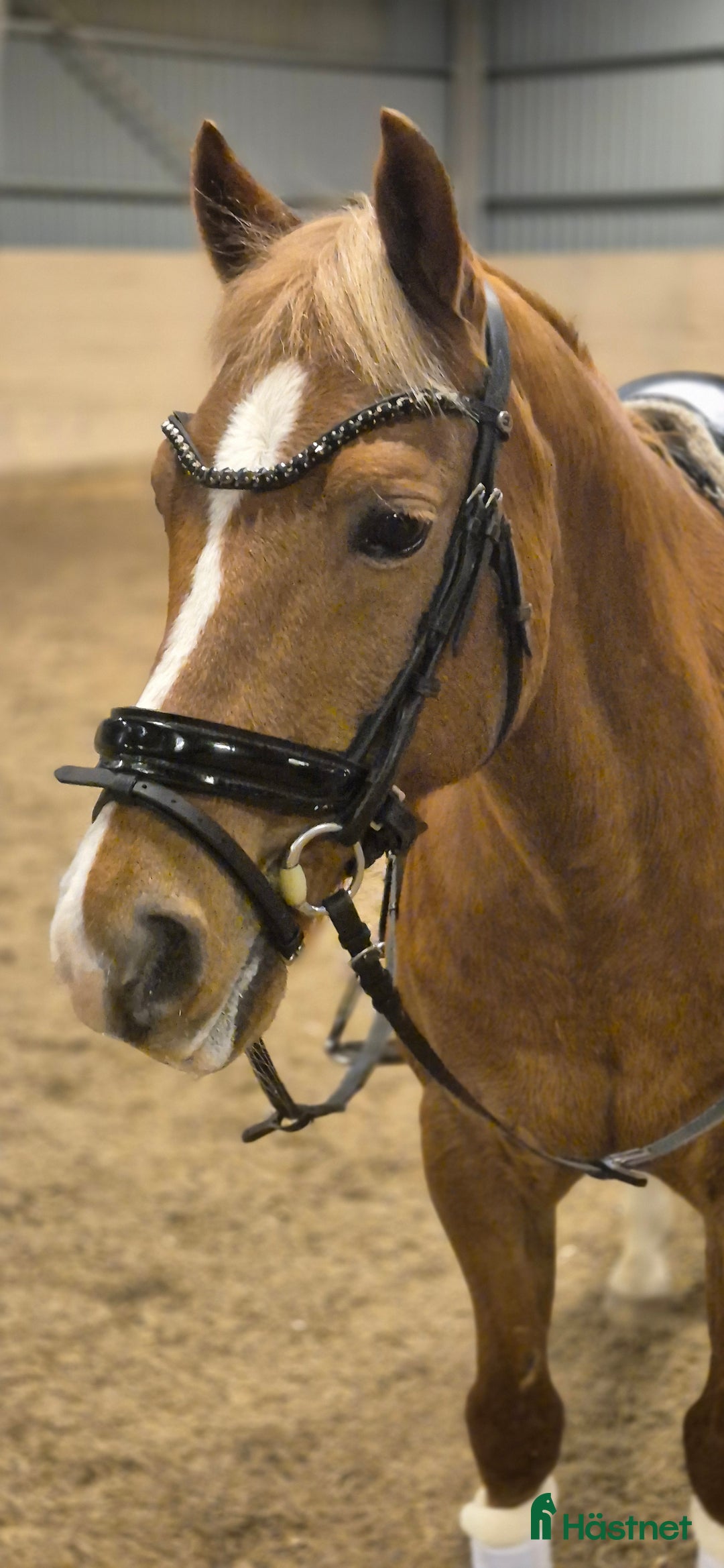 Dressyr hästar till salu: Trygg dressyrponny söker ny ryttare i Fjärdhundra - Annons 1