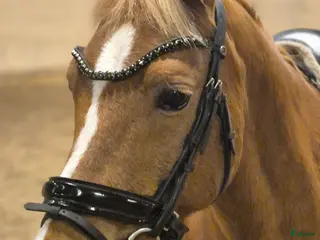 hästar Trygg dressyrponny söker ny ryttare i Fjärdhundra - Annons 9