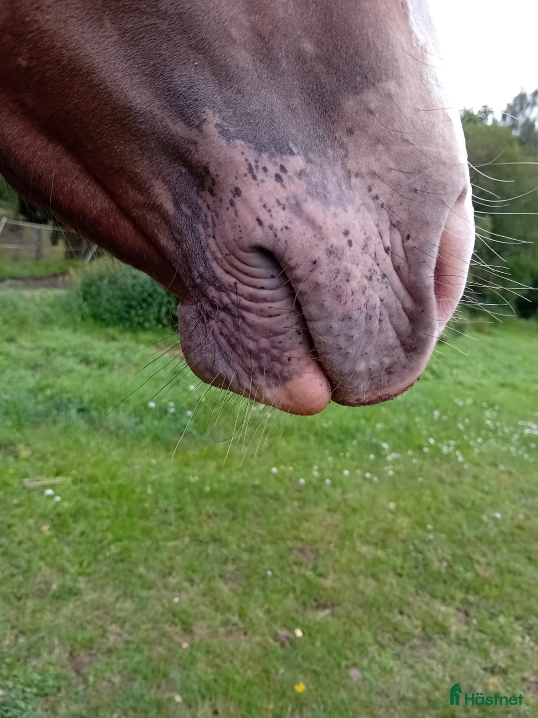 Western hästar till salu: Appaloosa Colt i Sösdala - Bild 6