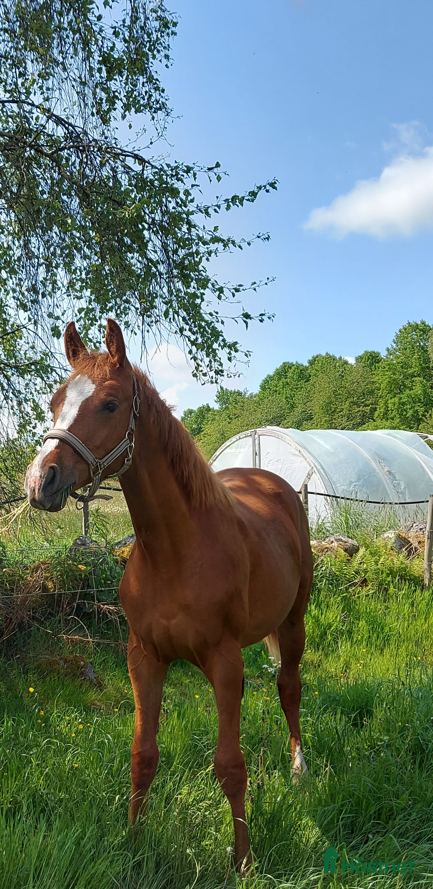  hästar Fin 2 åring med utstrålning.  - Annons 3