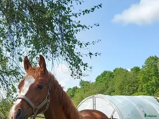 hästar Fin 2 åring med utstrålning. - Annons 3