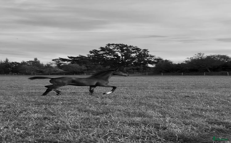  hästar i Torsö - Annons 7