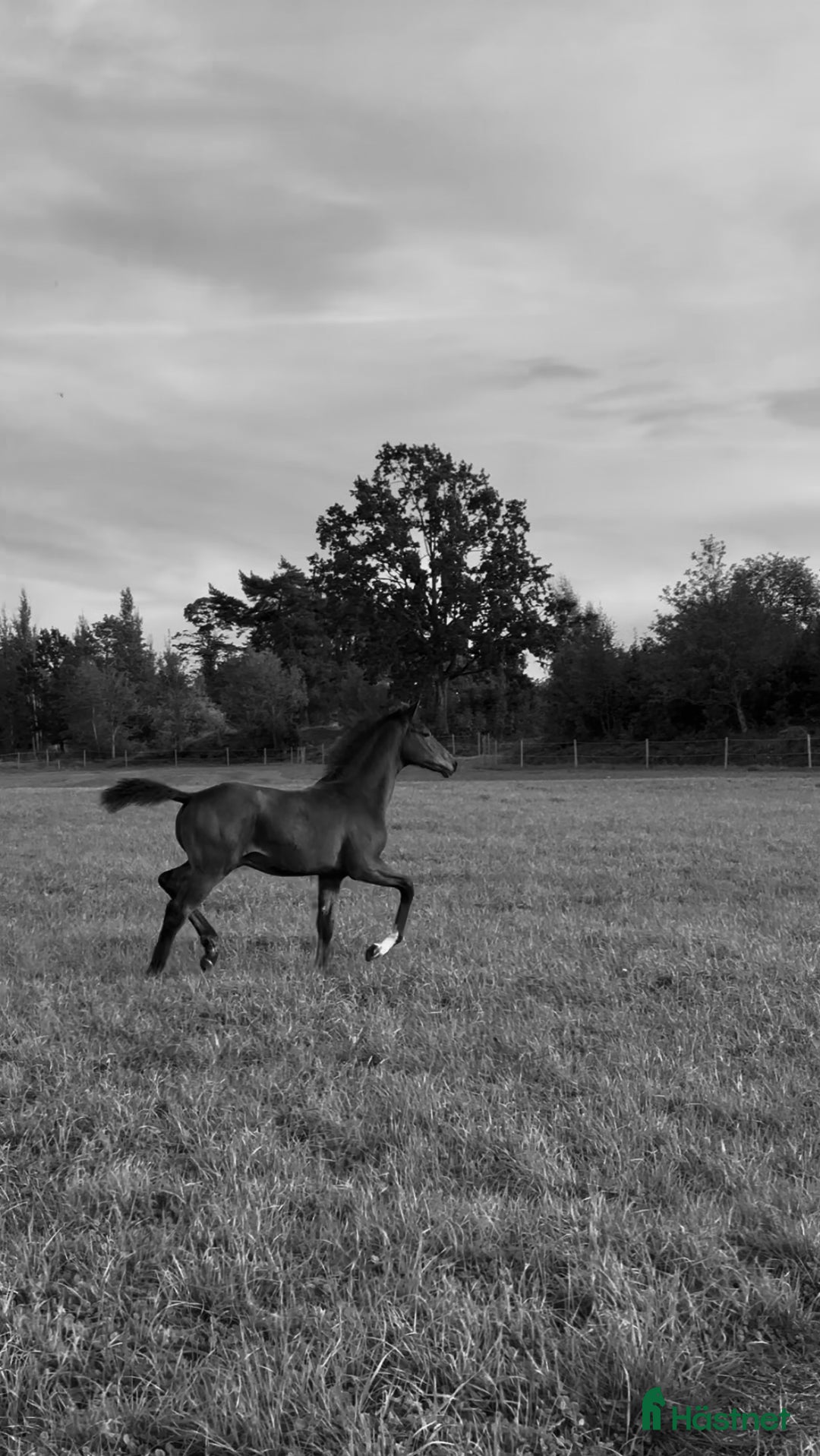 Dressyr hästar till salu: Ädel hingst e: Devin Franco GJ 🌟 i Torsö - Annons 1