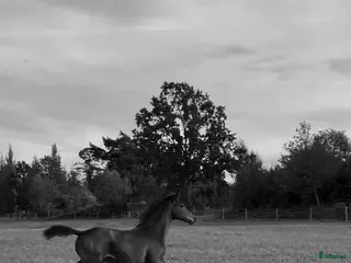 hästar Ädel hingst e: Devin Franco GJ 🌟 i Torsö - Annons 7