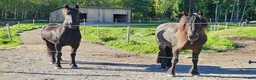  stallplats finnes: Lösdrift med skötsel - Annons 2