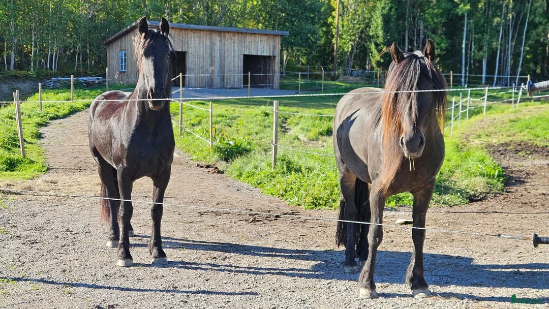  stallplats finnes: Lösdrift med skötsel - Annons 2