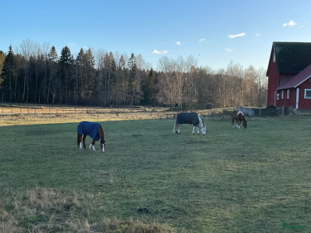 Fälttävlan hästar sökes: Söker häst för träning och tävling  i Holmsjö - Annons 3