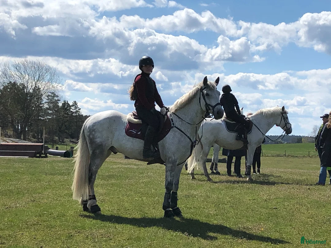 Hoppning hästar till salu: Fantastisk maxad D-ponny - Annons 2