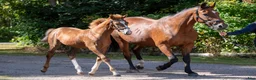 Dressyr hästar till salu: Framtida dressyrstjärna! - Annons 1