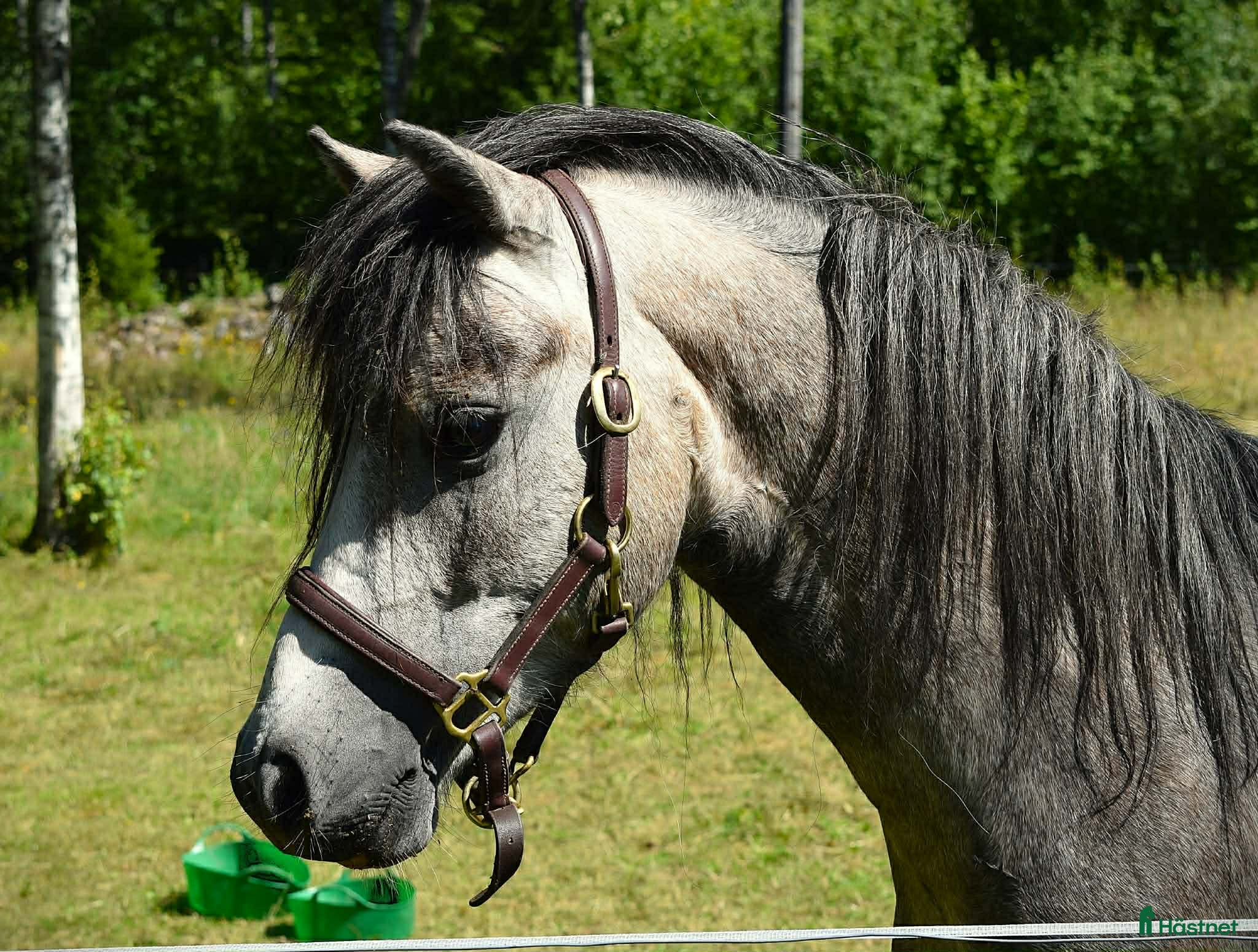  hästar Härlig Welsh Mountain kille - Annons 15